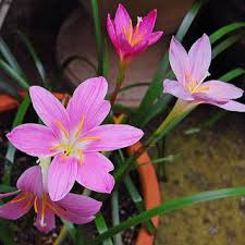 「ゼフィランサス・カリナタ（サフランモドキ）」の画像検索結果