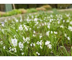 Get inspired with our handpicked collection of flower pictures hd to 4k quality available for commercial use download now for free! Your Favorite Spring Blooming Bulbs Plants Spring Lawn Care Spring Bulbs