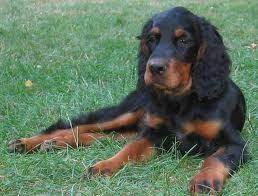 Check spelling or type a new query. Gordon Setter Gordon Setter Gordon Setter Puppy Setter Dogs