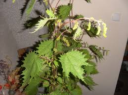 Image result for Girardinia