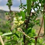 Image result for Neonotonia wightii