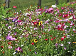 Grundsätzlich dürfen sie nicht so einfach in ihre gartenhütte umziehen oder diese sogar vermieten. Artenvielfalt Im Garten So Schaffen Sie Lebensraum Fur Tiere Und Insekten Wohnen