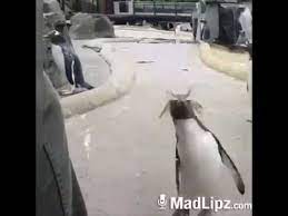 Partybus Pinguin Es Ist Wochenende Lustig Pinguin Wochenende Endlich Wochenende Youtube Lustiger Pinguin Wochenende Lustig Schones Wochenende Lustig
