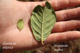 Image result for Guettarda