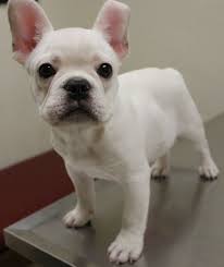 We did not find results for: 15 Chihuahua Mixed Breeds Pint Sized Cuties To Cuddle With Chihuahua Mix Puppies Bulldog Puppies French Bulldog Puppies