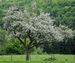 Einen baum im garten zu pflanzen, hat gute gründe: Die 9 Schonsten Baume Als Naturliche Schattenspender Freudengarten