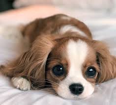 Le lièvre, petit animal des bois. Nessa De La Race De Chien Cavalier King Charle Est Le Plus Petit Chien Du Monde