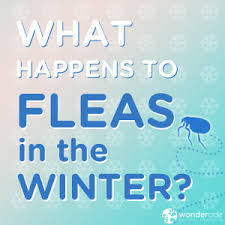 Do you notice your dog or cat scratching and biting themselves? Fleas In Winter What You Need To Know Faq Wondercide