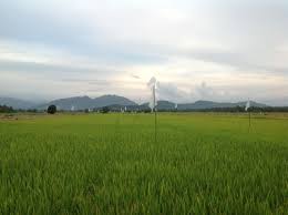 Unduh dan gunakan 400+ foto stok sawah secara gratis. Sawah Padi Places To Visit Natural Landmarks Sawah Padi