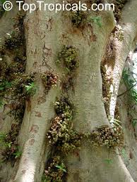 Image result for Ficus sycomorus