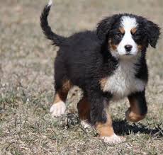 The bernese mountain dog will range from 23 to 28 inches tall and weigh between 80 and 110 pounds. Bernese Mountain Dog Puppy For Sale Adoption Rescue For Sale In Grand Rapids Michigan Classified Americanlisted Com