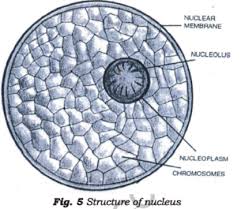 We did not find results for: Class 7 Science Cell Structure And Function Chapter Notes