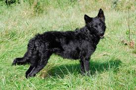 Only guaranteed quality, healthy puppies. Mudi Breed Information