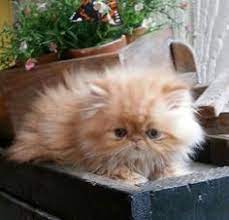  120 Ide Kucing Persia Kucing Persia Kucing Persia