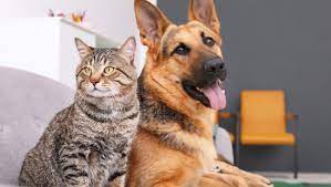 Pet is listed in the world's largest and most authoritative dictionary database of abbreviations and acronyms the free dictionary Vancouver Council Passes Motion To End No Pets Rental Rules