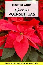 How To Grow Christmas Poinsettias Poinsettia Plant Christmas Plants Most Beautiful Flowers