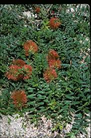 Image result for Melaleuca hypericifolia