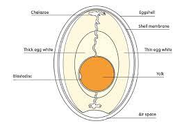 Add personalized or branded labels to your pulp, plastic, or styrofoam egg carton containers. Ovyta What Are The Parts Of A Chicken Egg