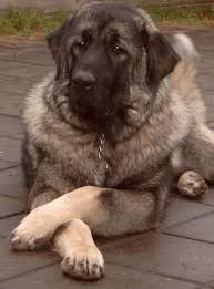 sarplaninac images dogbreedworld com caucasian shepherd dog big dogs dog breeds