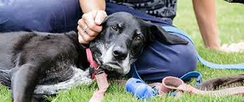 If you're putting your pet down at home, you can invite your support network to be with you and your pet during those important moments. Pet Euthanasia Euthanizing A Dog Or Cat Solace Veterinary Services