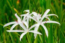 Image result for Crinum harmsii