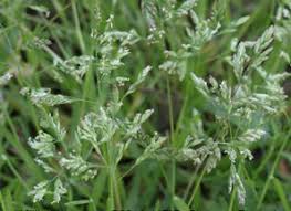 Utilizing the 4r nutrient stewardship guidelines our product is formulated to get the right product in the right place at the right time. Annual Bluegrass Control Home Garden Information Center