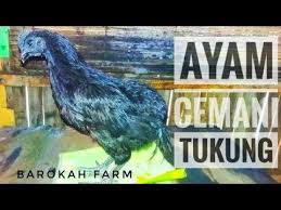 Ayam Cemani Tukung