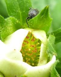 Image result for květopas jahodníkový