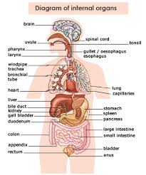 Diagram Body Organs Wiring Diagrams