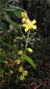 Image result for Rhabdophyllum affine