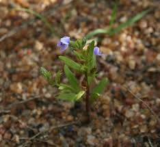 Image result for Crepidorhopalon spicatus