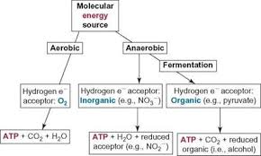 Anaerobic Cellular Respiration Biochemical Pathways