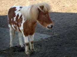 Supprimer tous les poney sélection multiple. Zootierlistehomepage