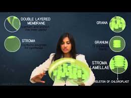 A plant cell is different from other eukaryotic cells in that it has a rigid cell wall, a central vacuole, plasmodesmata, and plastids. Plastids Different Types Of Plastids And Their Functions In Plants Cell