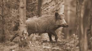 Herds Of Wild Hog Once Roamed The West Virginia Hills West Virginia Explorer