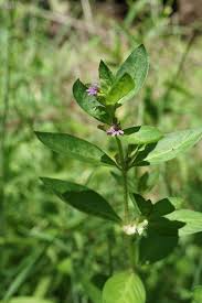 Image result for Cuphea carthagenensis