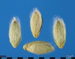 Image result for Urochloa dictyoneura