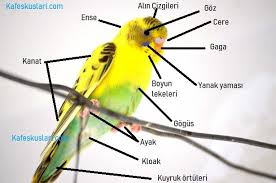 Muhabbet Kuslarinin Dis Anatomik Yapisi Kafeskuslari Com Muhabbet Kusu Sultan Papagani Ispinoz Kanarya Forumu