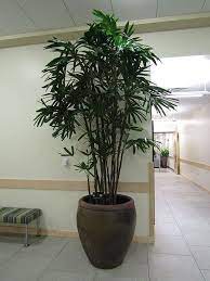 Palma Cinese Rhapis Excelsa Questioni Di Arredamento