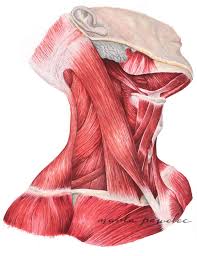 Pin By Escarlet Morales On Dibujo In 2020 Human Anatomy Art Medical Illustration Anatomy Art