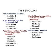 Image result for Extended Spectrum Penicillin