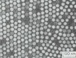 Image result for isometric virus