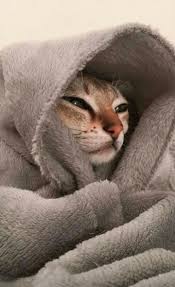 Pin De Keian Rafi Em Kedi Gatos Legais Memes De Animais Fofos Fotos De Animais Fofinhos