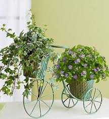 Some coleus plants can be quite toxic to cats. 9 Plants That Are Not Toxic To Cats Ideas Plants House Plants Flowers
