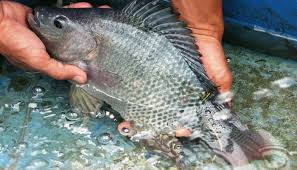 Beliau memulai ternak ikan gurame dengan total 1440 benih ikan gurame. Petunjuk Teknis Sarana Budidaya Ikan Gurame Lengkap Untuk Pemula Trikmerawat Com