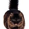 Cat lion cut cut cat common cat breeds shaved cat cat haircut gatos cats tier fotos cat colors maine coon cats. 1