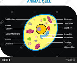 Animal and plant cells did both evolve from a common ancestor. Cross Section Animal Image Photo Free Trial Bigstock