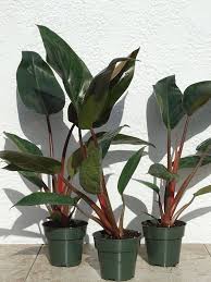 Many of the 480 species of philodendron plants are popular houseplants thanks the philodendron pink princess is a beautiful indoor plant with green and pink variegated leaves. Philodendron Congo Rojo Plants Hangepflanzen Outdoor Pflanzen Zimmerpflanzen Ideen