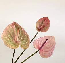 Pink Flamingo Lily Air Purifying Houseplant Anthurium Easy Etsy Anthurium Flower Anthurium Anthurium Arrangement
