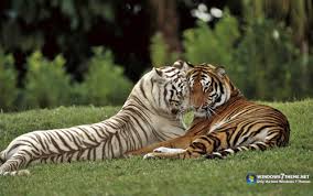 Amazing world animals